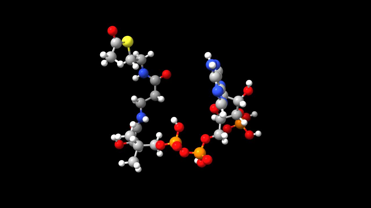 乙酰辅酶a的三维球棒动画和填充模型视频素材
