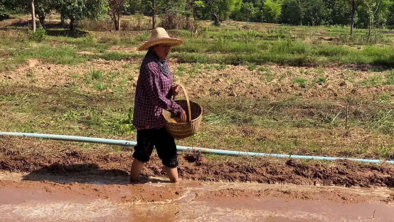 农民播种水稻种子视频素材