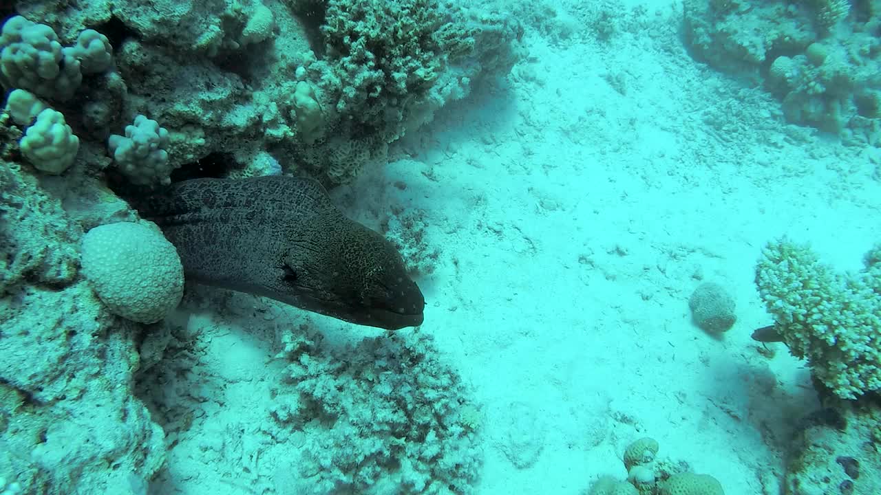 海底珊瑚礁里的海鳗探出洞穴视频素材