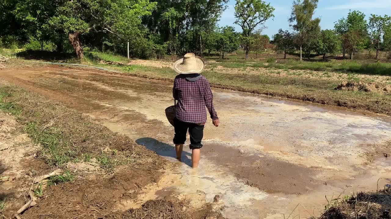 农民播种水稻种子视频素材