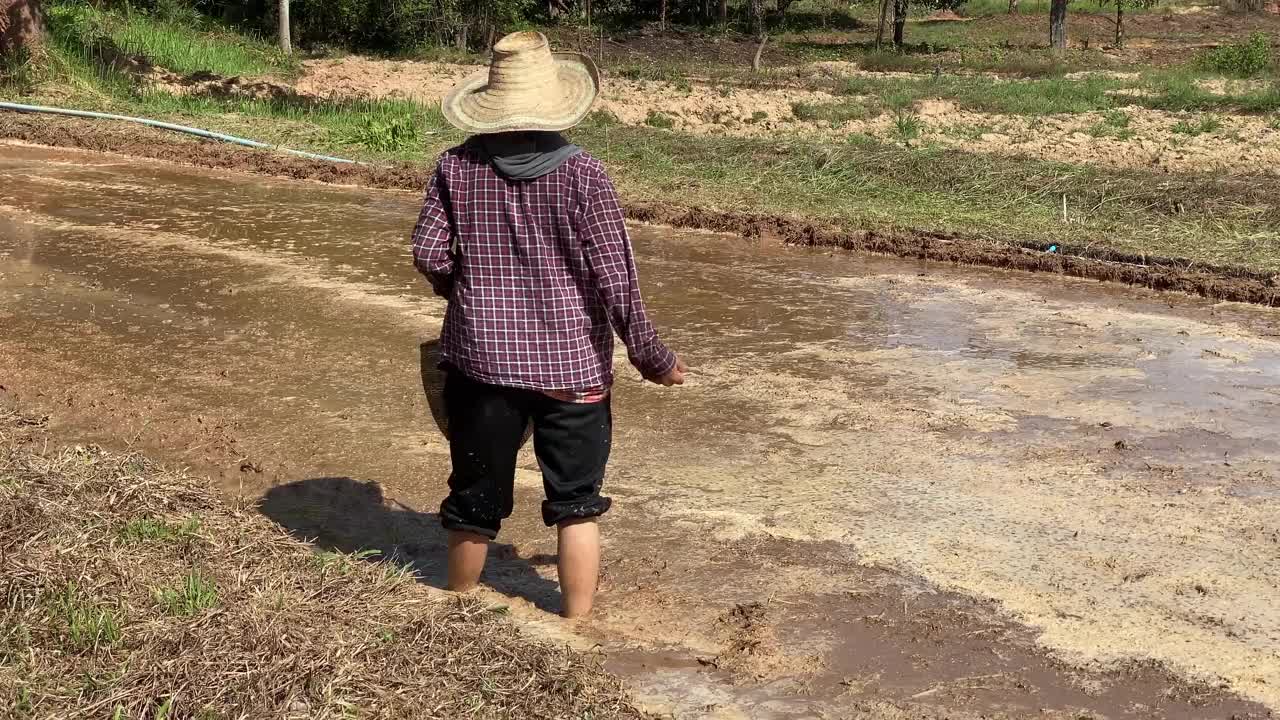 农民播种水稻种子视频素材