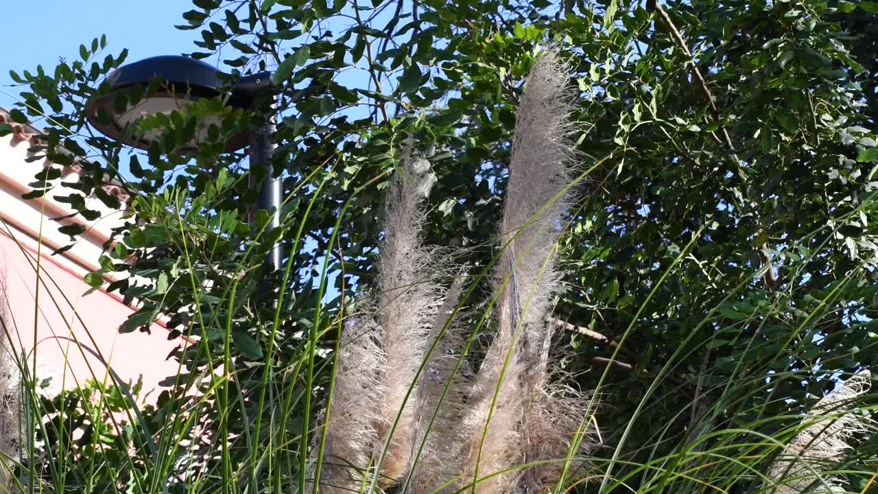 以羽毛为特征的潘帕斯草原植物视频素材