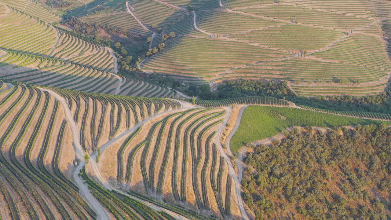 鸟瞰图，梯田葡萄园在浪漫的日落杜罗山谷附近的品豪村。在葡萄牙旅游的概念和葡萄牙最美丽的地方葡萄酒港葡萄酒农场Unesco视频素材