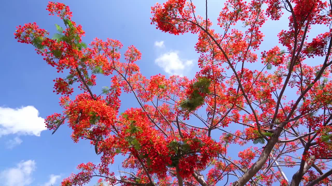 红凤仙花在夏天盛开视频素材