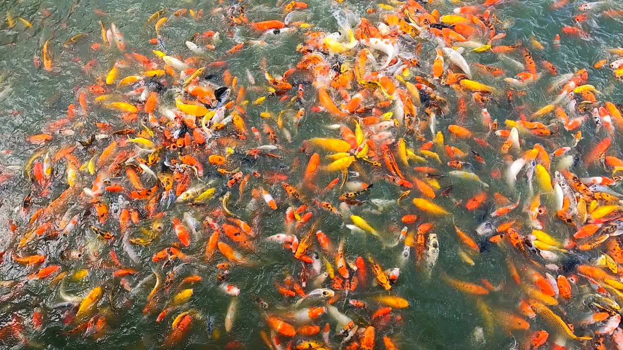 在绿水池中喂养拥挤的鲤鱼或锦鲤视频素材