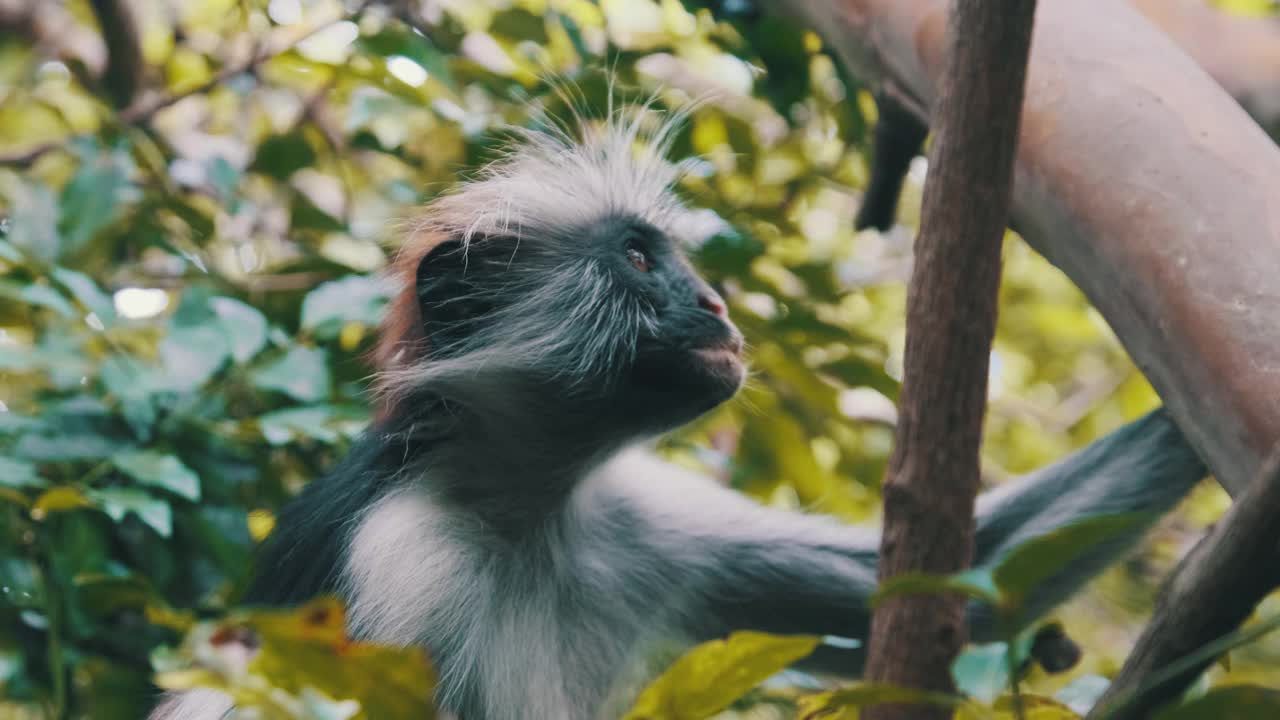 红色疣猴坐在树枝上在Jozani热带森林，桑给巴尔，非洲视频素材