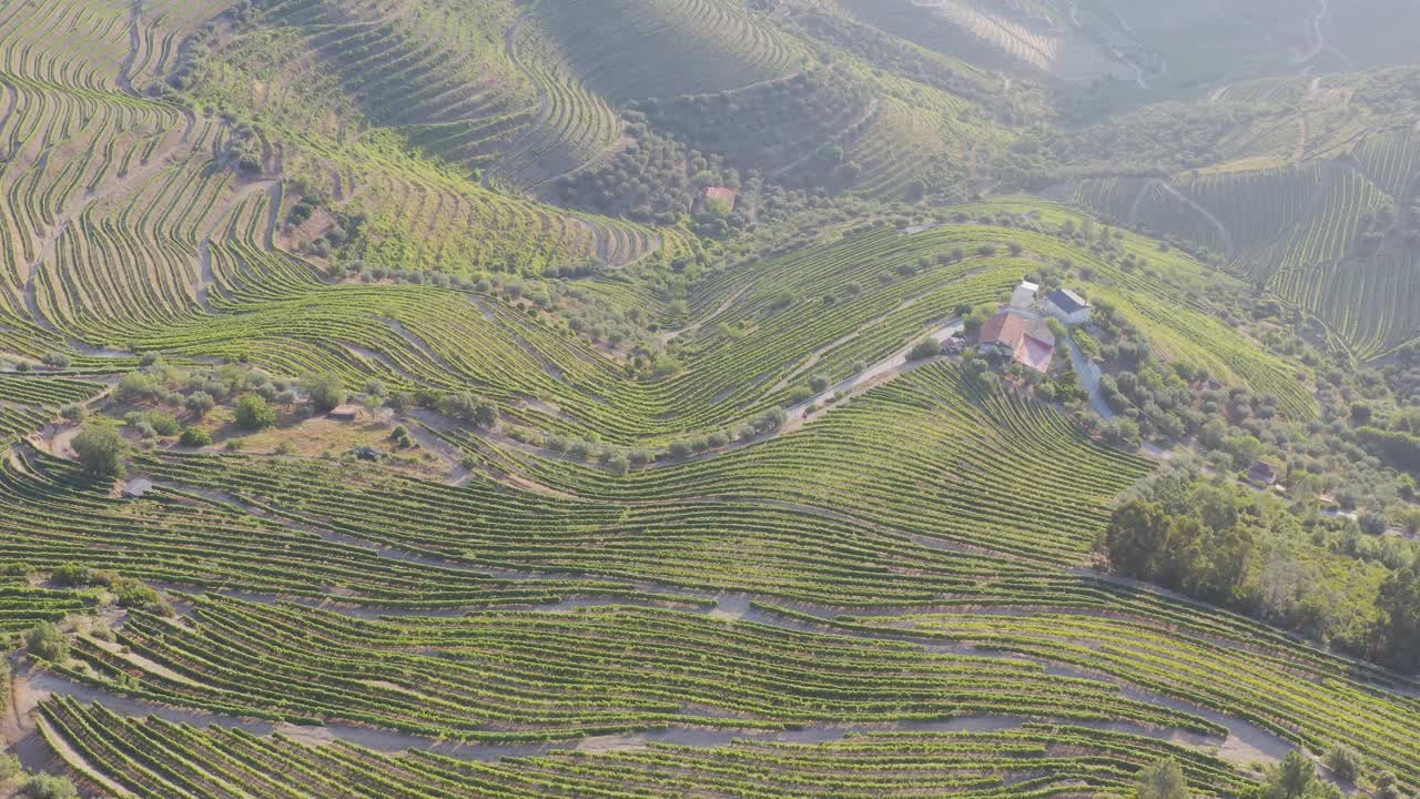 鸟瞰图，梯田葡萄园在浪漫的日落杜罗山谷附近的品豪村。在葡萄牙旅游的概念和葡萄牙最美丽的地方葡萄酒港葡萄酒农场Unesco视频素材