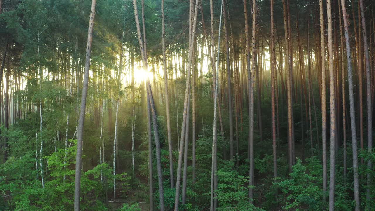 清晨的阳光穿过松树林的树干视频素材