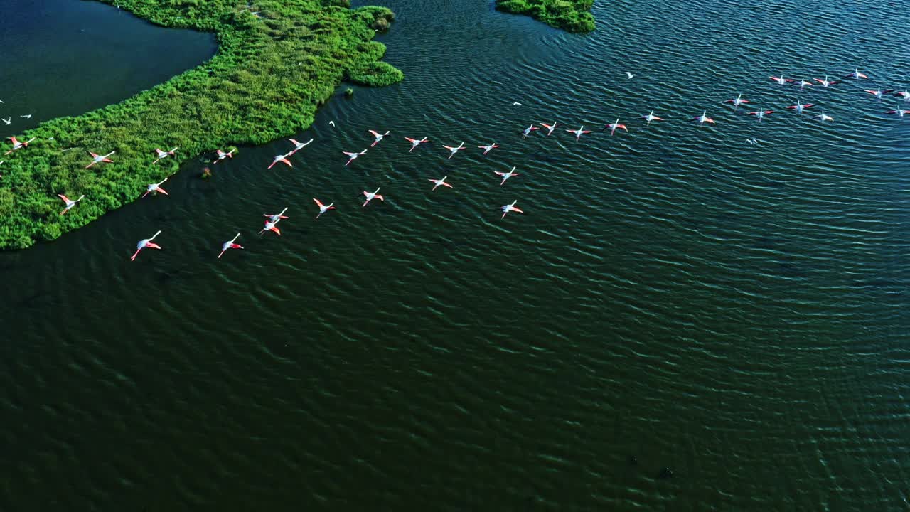 火烈鸟飞过湿地视频下载