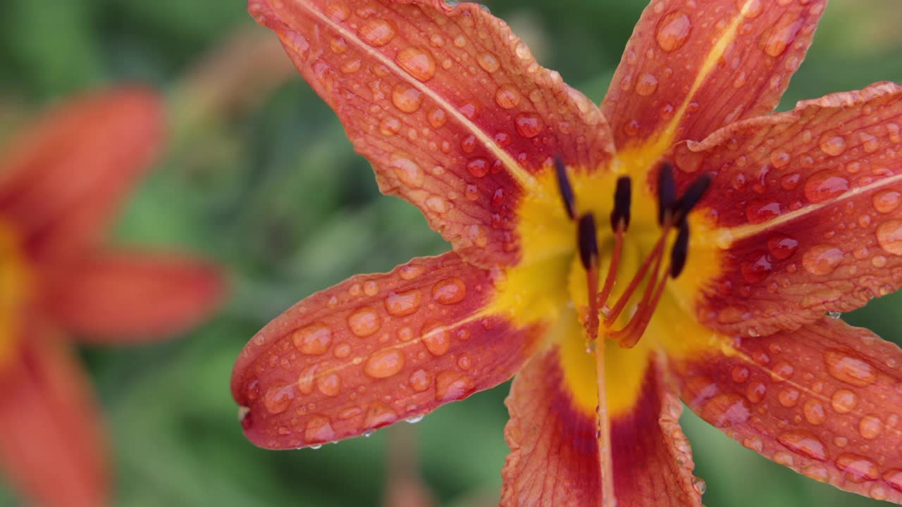 橙花萱草属植物视频素材