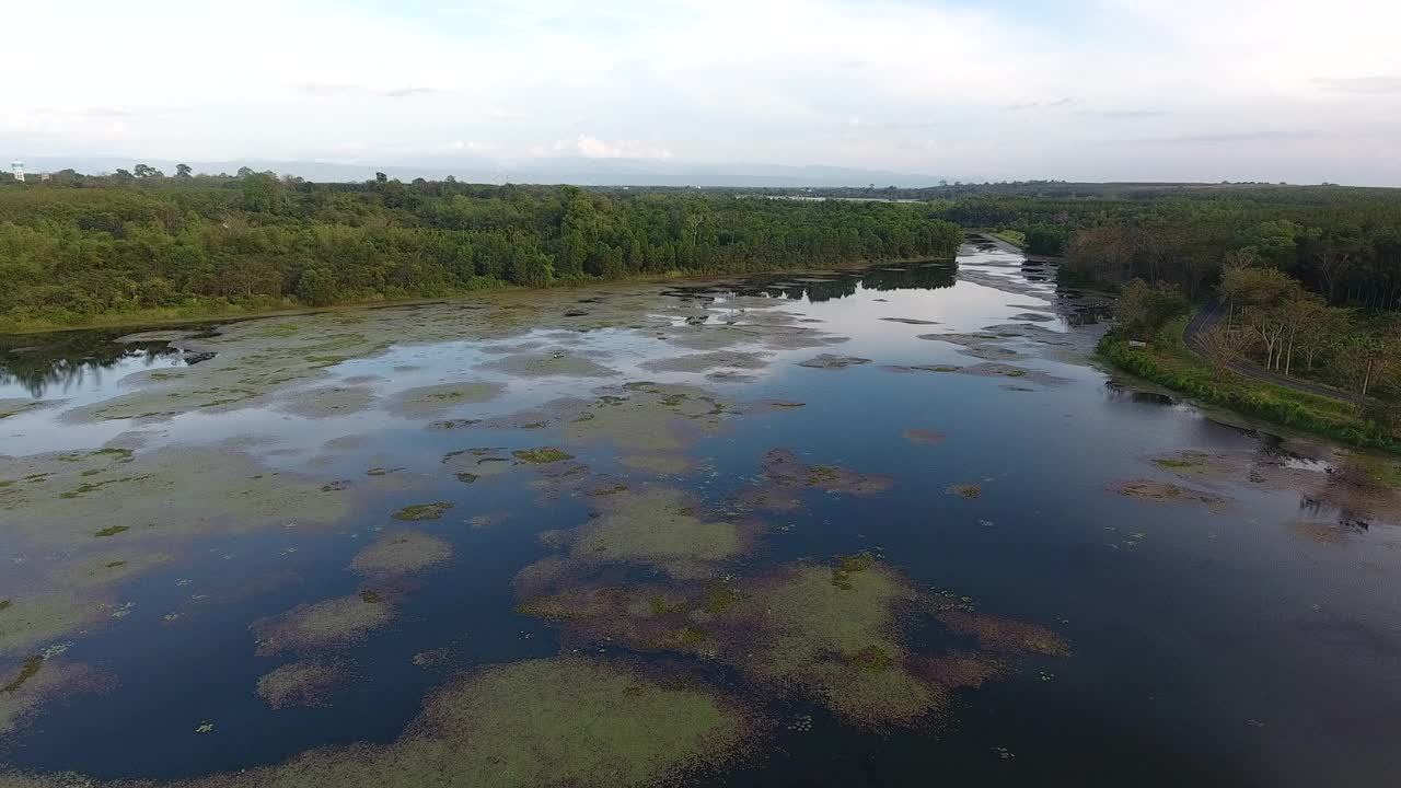 大量浮萍湖由飞行无人机视频素材