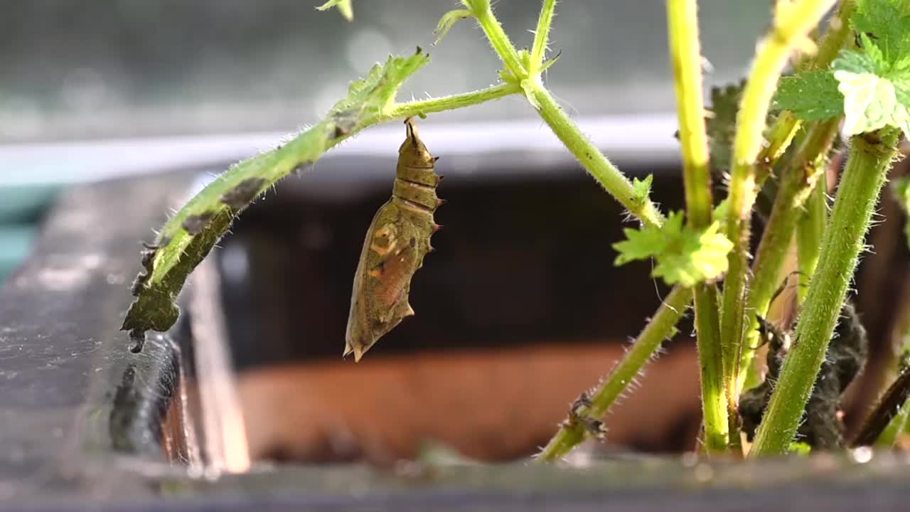 孔雀蝴蝶破茧而出视频素材