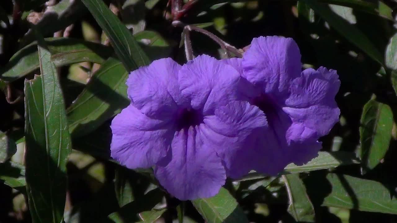 墨西哥矮牵牛花(矮牵牛花)的深蓝色紫罗兰花。视频素材