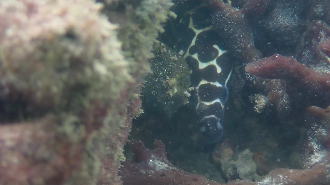 热带珊瑚礁下的海鳗宝宝。天堂岛马尔代夫的海滩。视频特写。印度尼西亚、亚洲、太平洋。视频素材