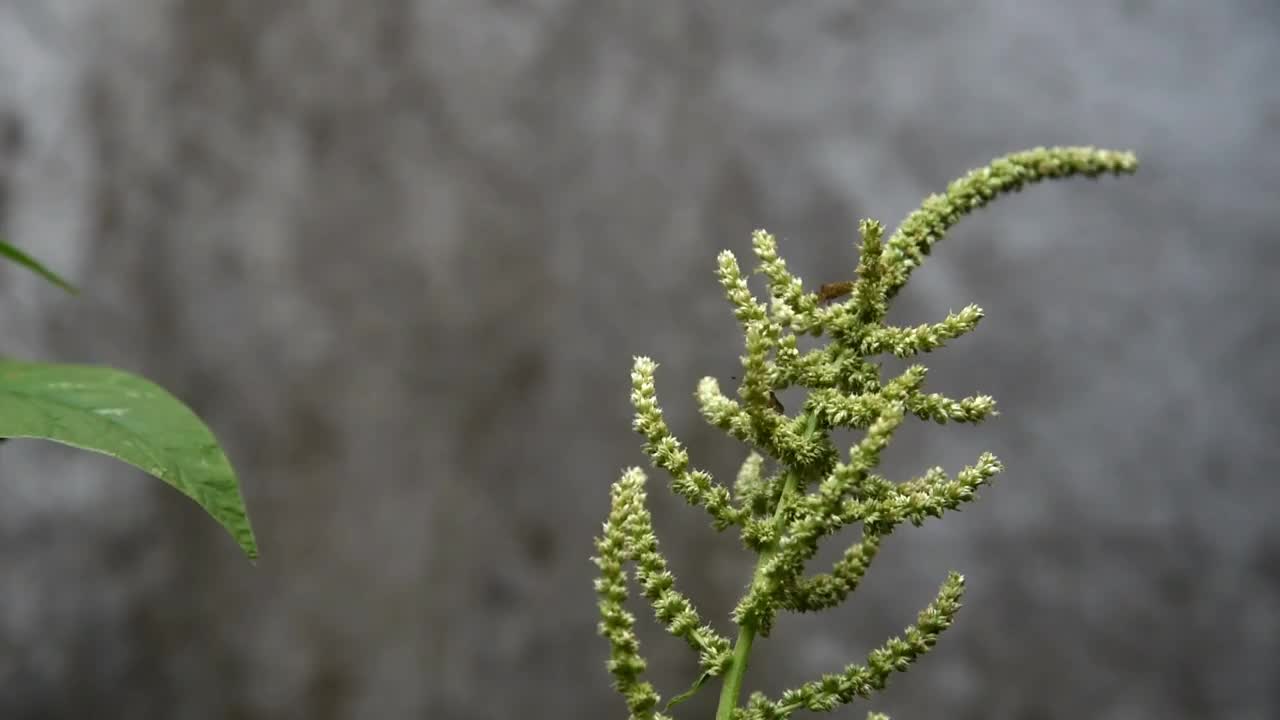 菠菜花生长在家里的花园里视频素材