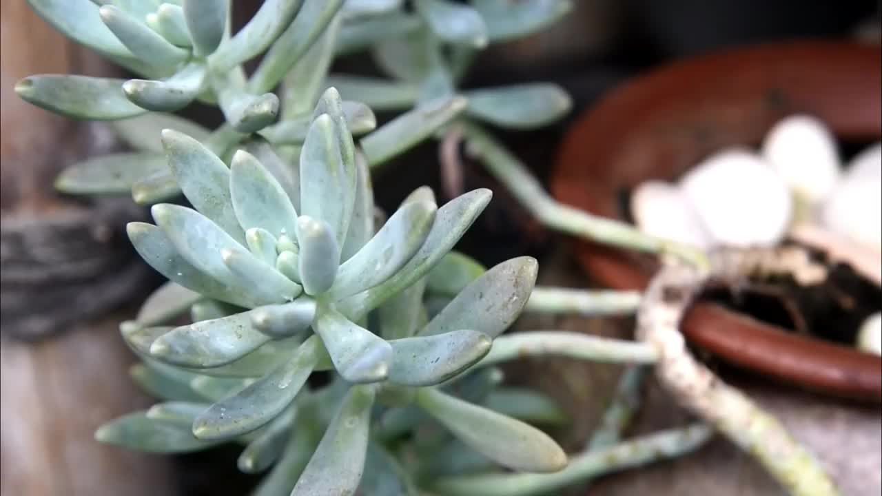 家庭花园的花盆上生长着绿色的小植物视频素材