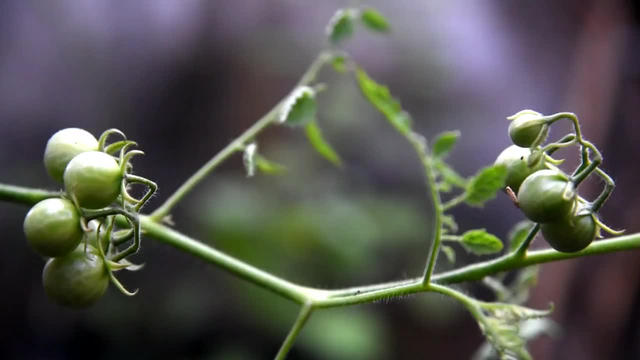 樱桃番茄长在树上视频素材