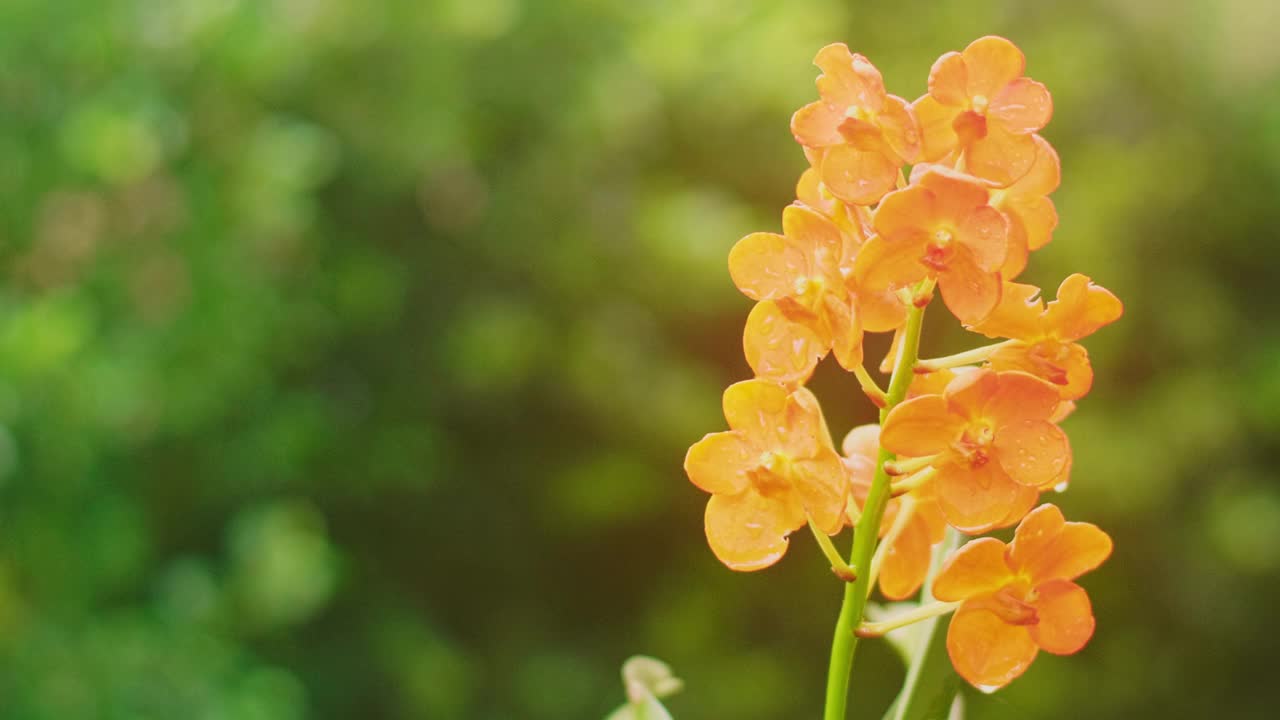 花园中橙花的特写镜头。美丽的花朵自然背景视频素材