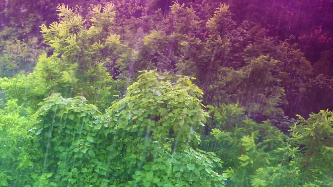 夏雨-美丽的绿色大自然视频素材