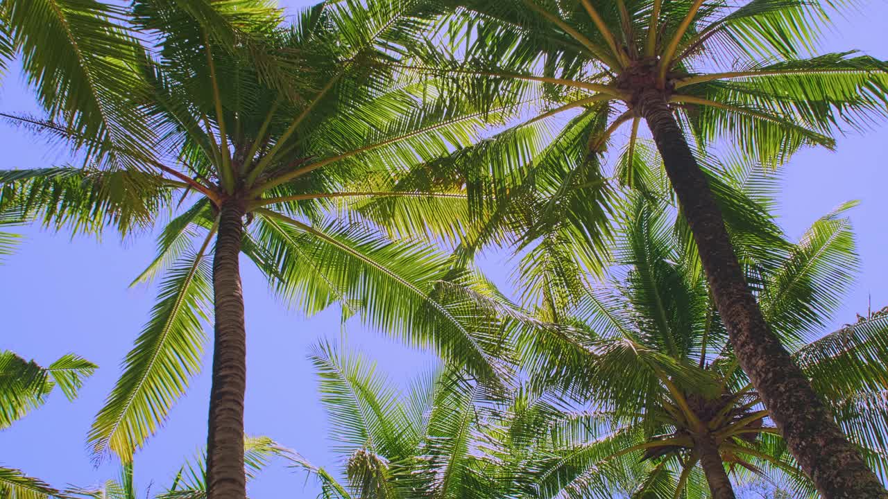 海滩上椰子树的底部视图。绿色椰子树，蓝天背景。视频素材