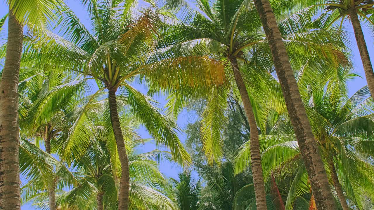 海滩上椰子树的底部视图。绿色椰子树，蓝天背景。视频素材