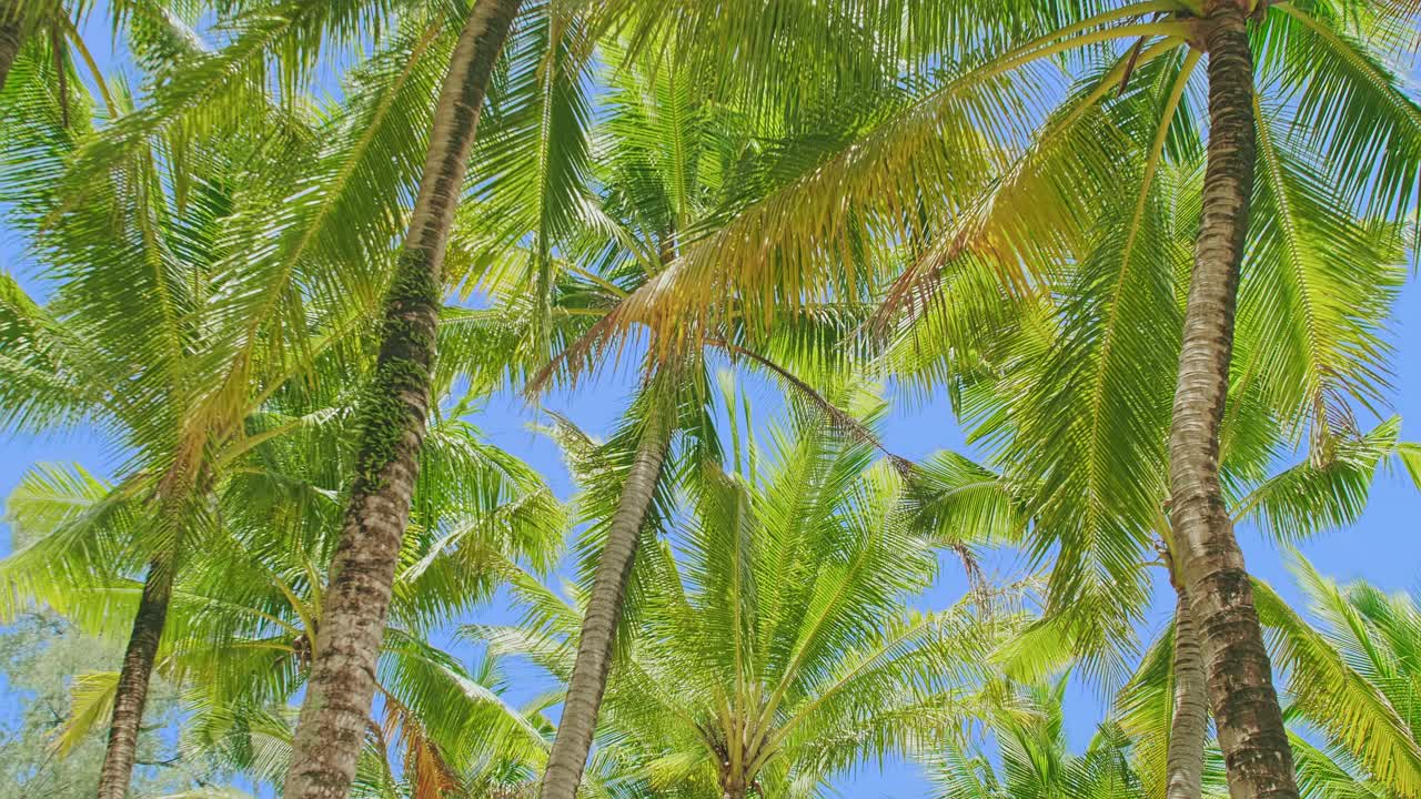 海滩上椰子树的底部视图。绿色椰子树，蓝天背景。视频素材