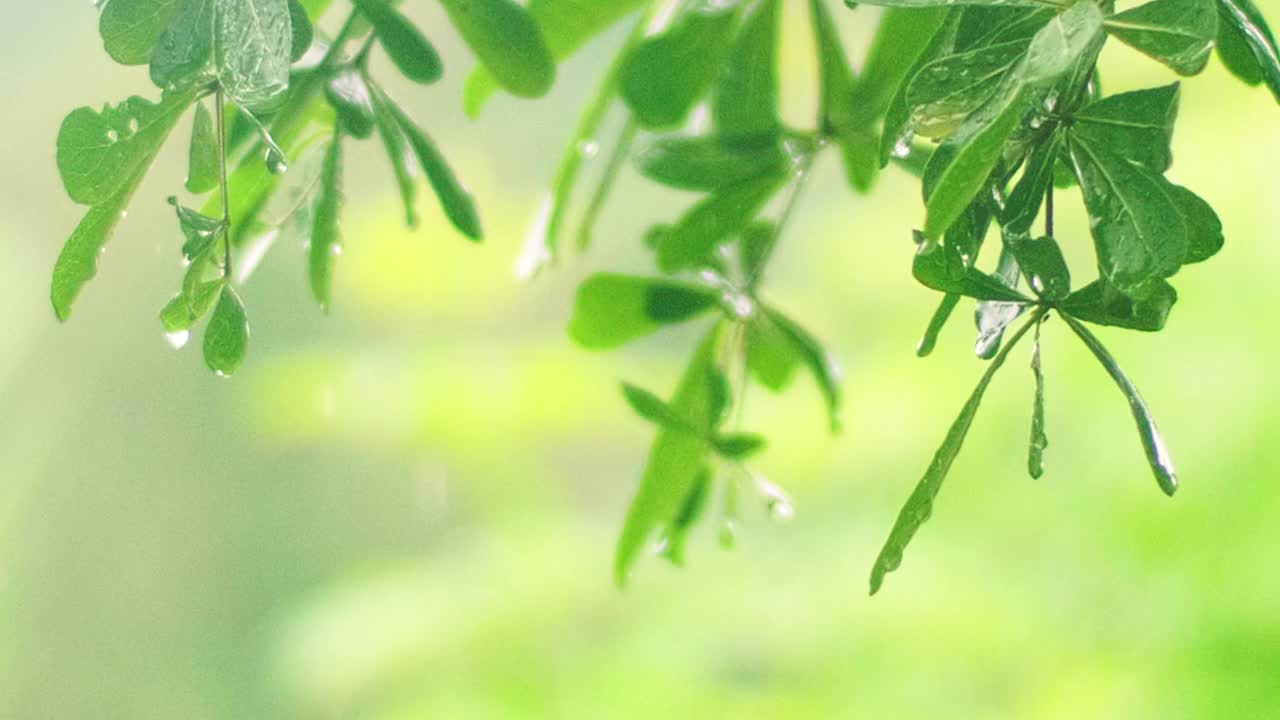 4K特写雨下在树上。白天，雨落在树叶上。小雨落在小树上。绿色自然的概念。视频素材