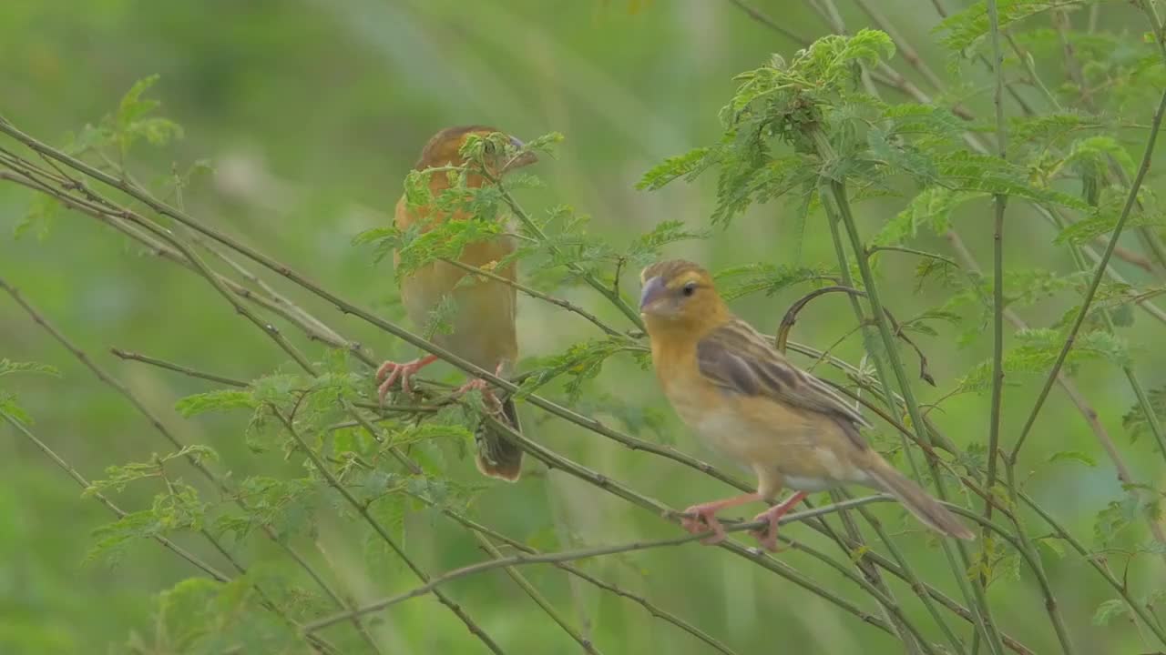 自然界的金织布视频素材