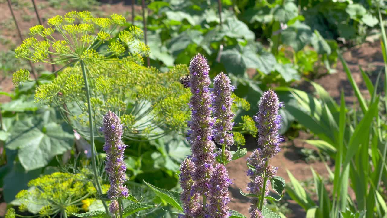 大黄蜂给花授粉视频素材