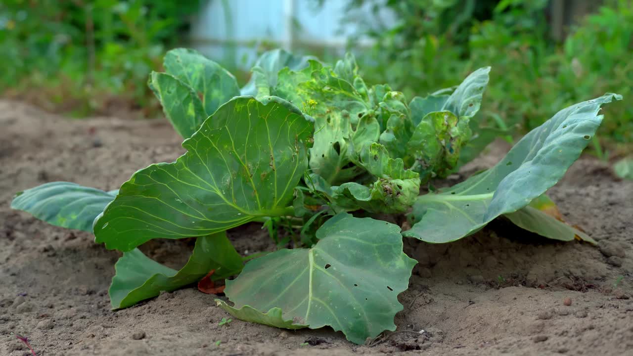 农民在菜园里浇灌卷心菜幼苗。视频素材