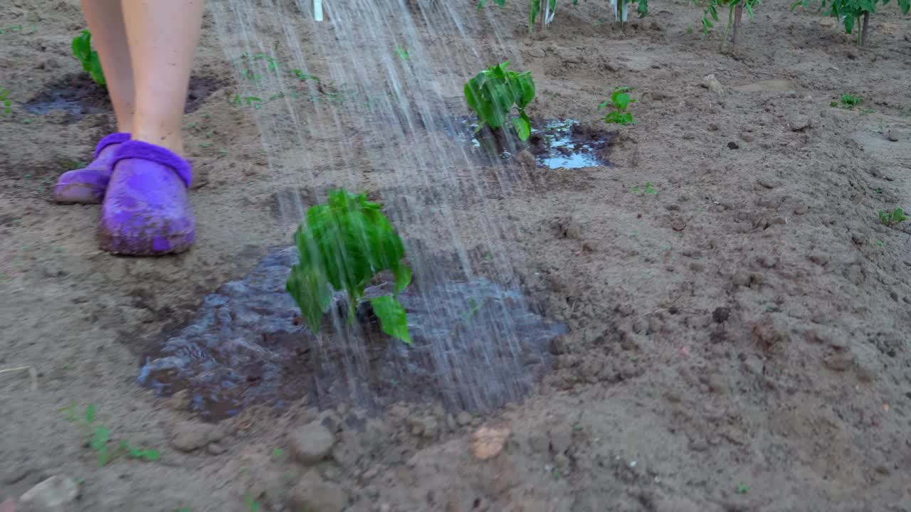 农妇的助手在给青椒苗浇水。视频素材