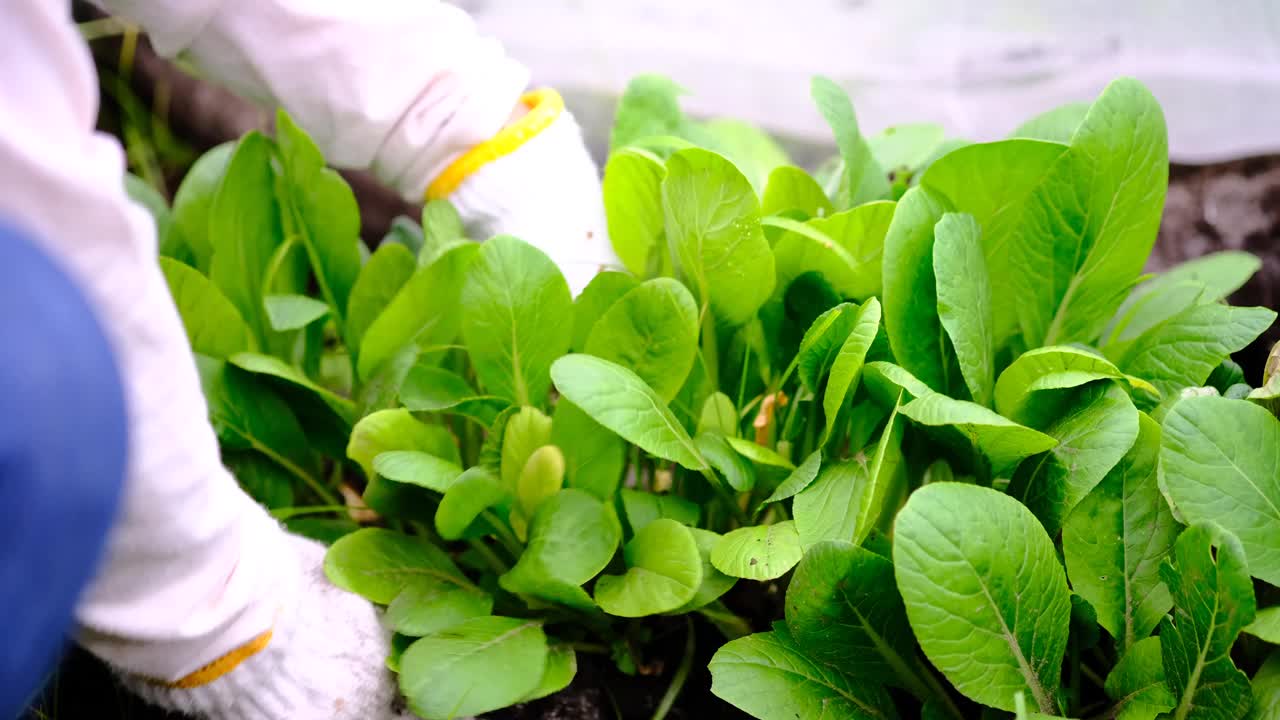 田间采摘日本芥菜菠菜的农业形象视频素材