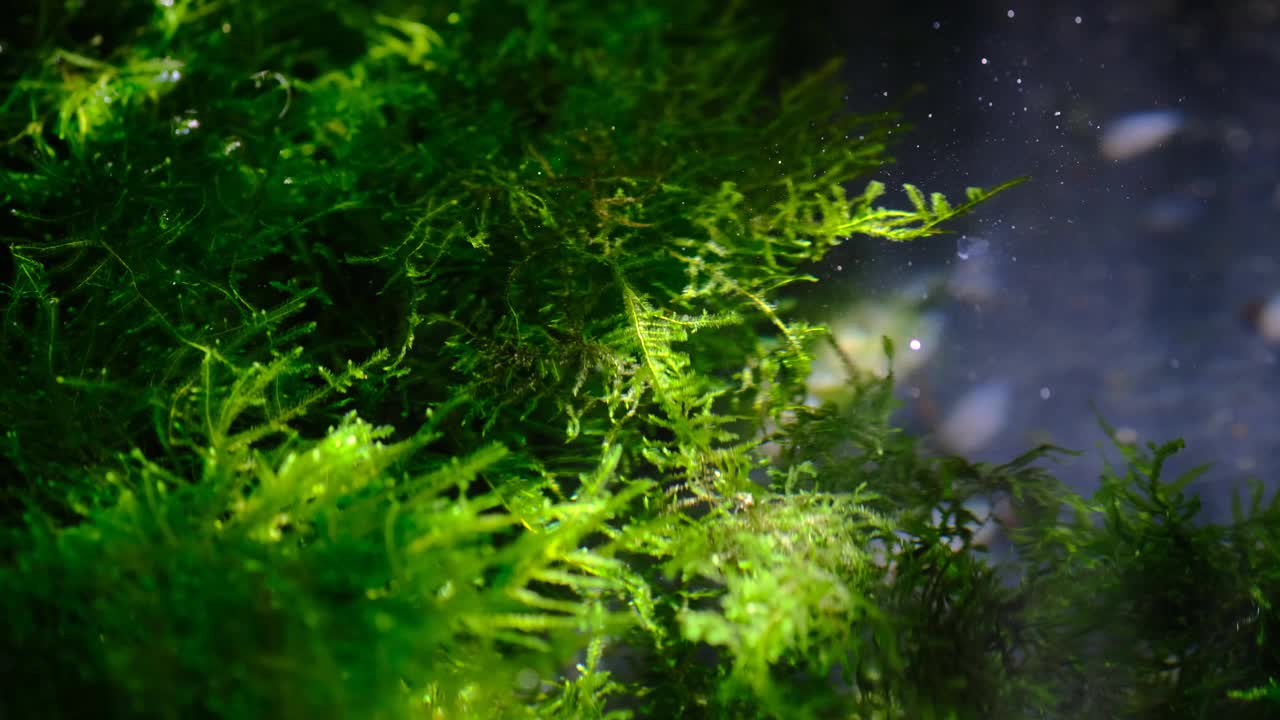 增殖柳苔水族馆材料视频素材