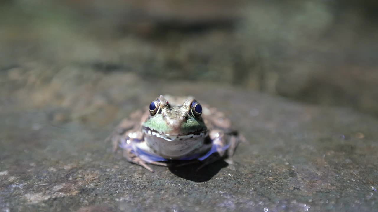 一只青蛙坐在水里的特写视频素材