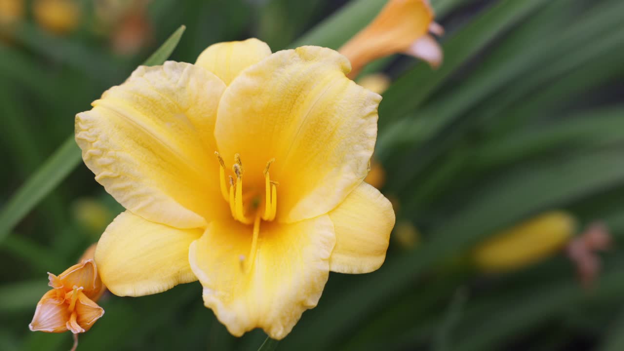 黄水仙花特写视频素材