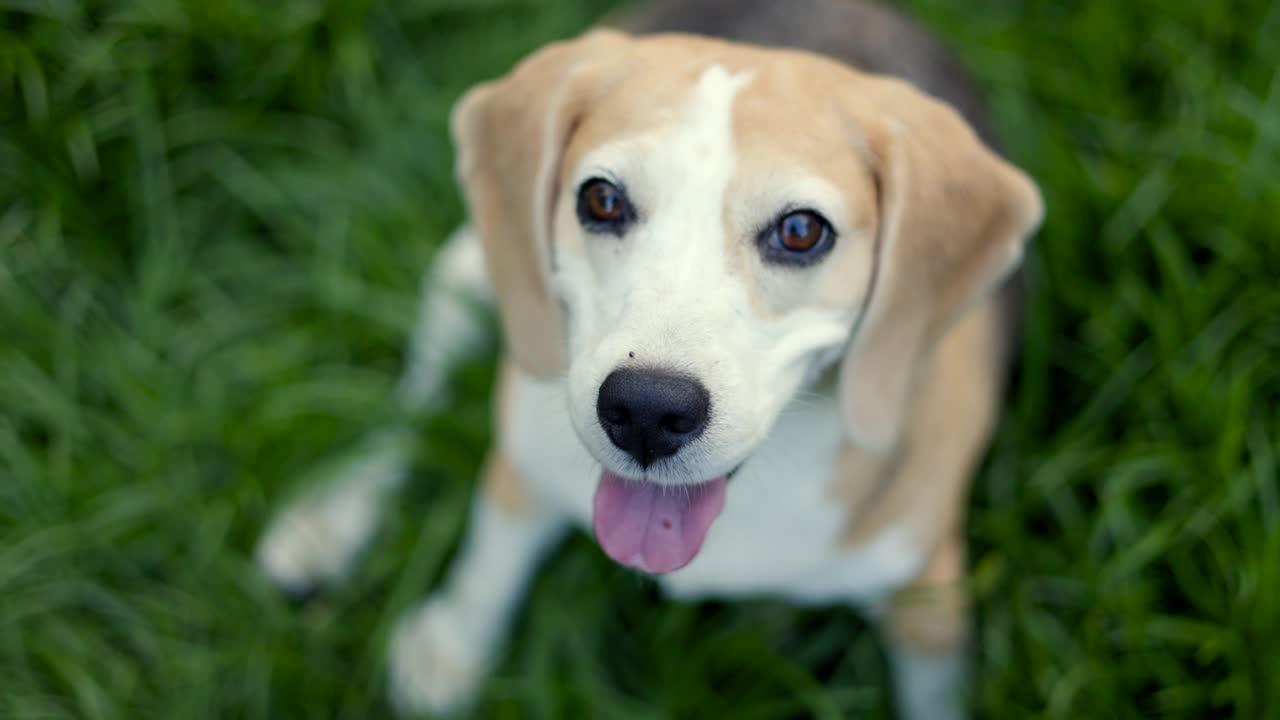 小猎犬在后院里的肖像。可爱的小狗在草地上行走的自然背景。狗和宠物的概念。视频素材