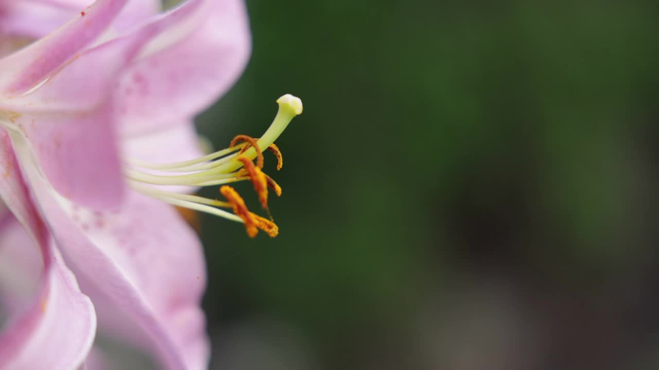 粉红百合特写视频素材