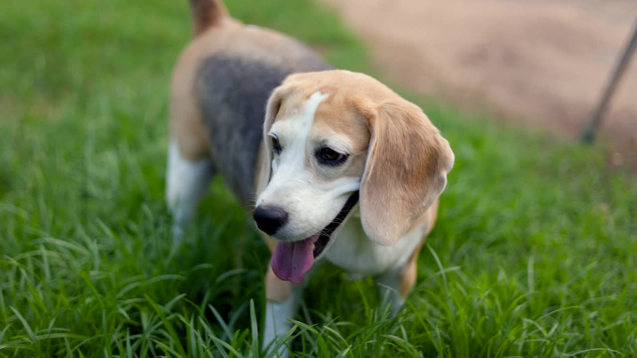 小猎犬在后院里的肖像。可爱的小狗在草地上行走的自然背景。狗和宠物的概念。视频素材