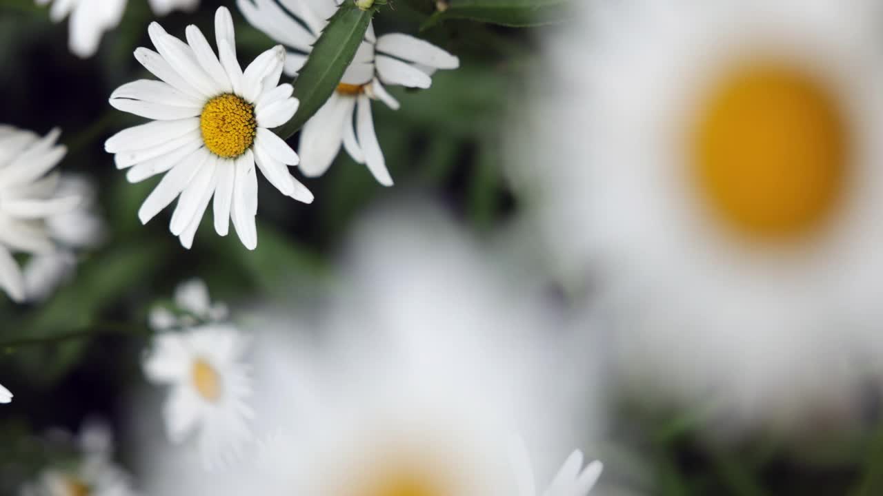 雏菊花的特写视频素材