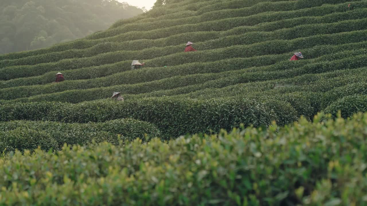 中国杭州，无人机拍摄的茶农在茶园采摘茶叶。视频素材