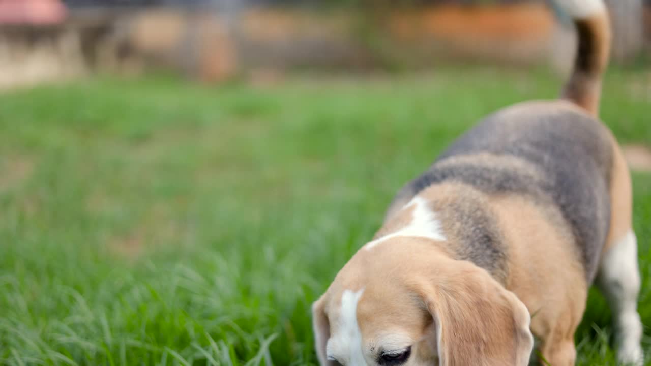 小猎犬在草地上玩接球。可爱的小狗在户外花园的乐趣。狗和宠物。视频素材