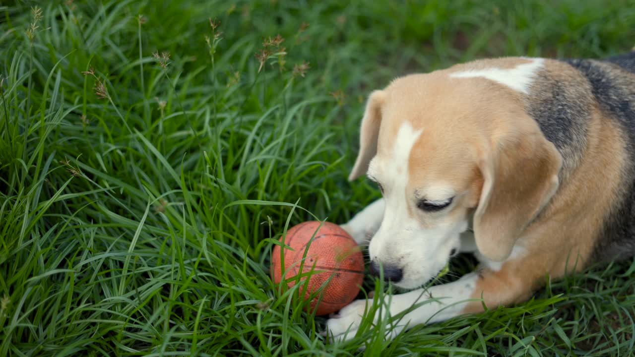 小猎犬在草地上玩接球。可爱的小狗在户外花园的乐趣。狗和宠物。视频素材