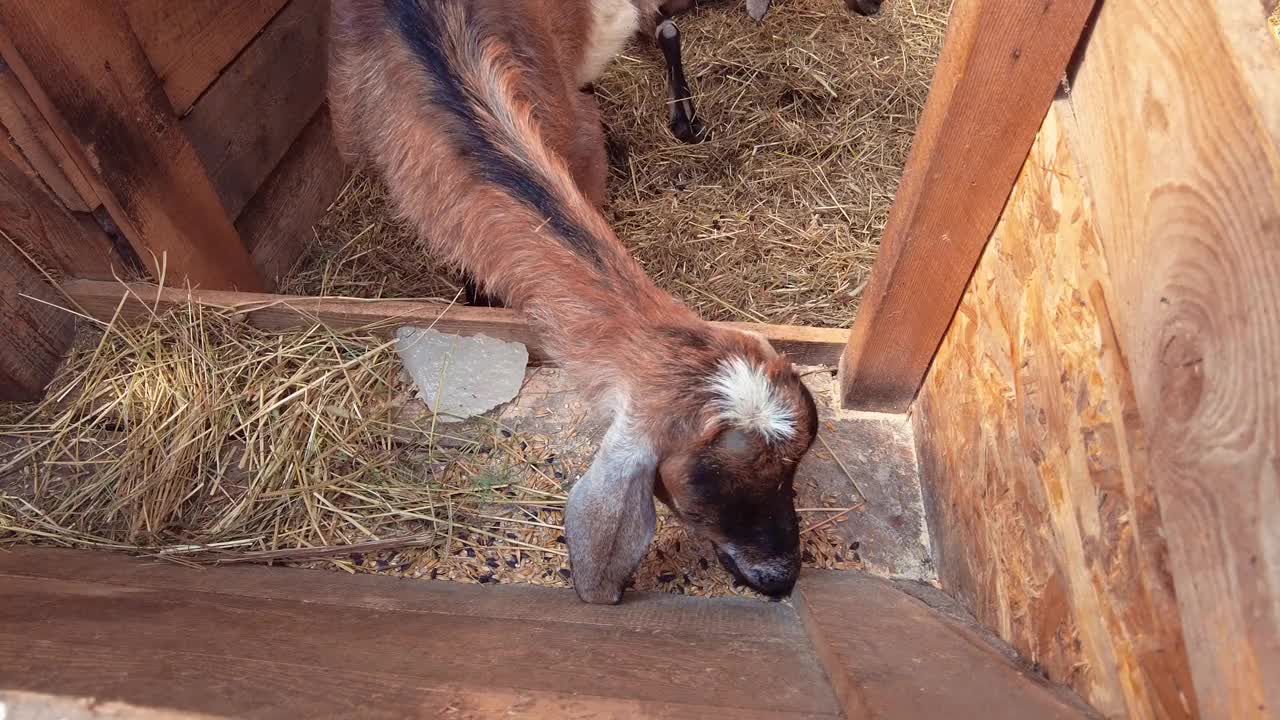 棕色的小山羊在农场吃草料视频素材