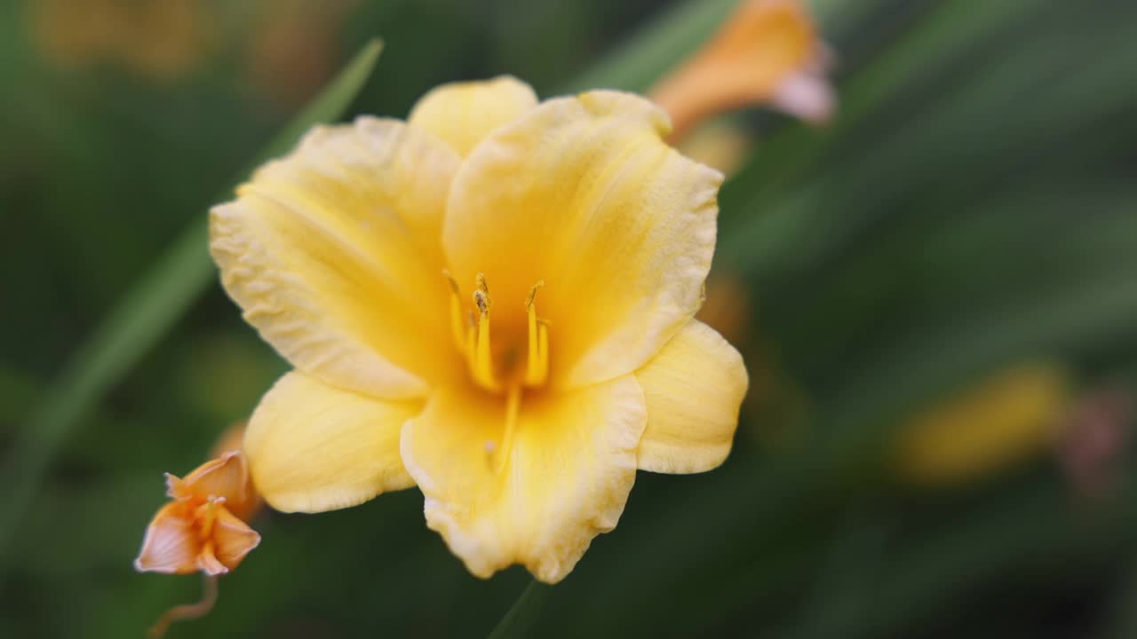 黄水仙花特写视频素材