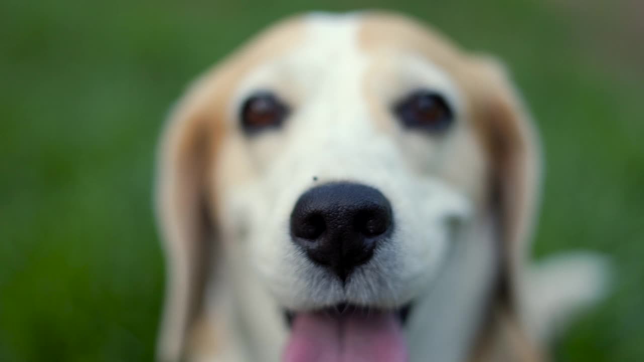 小猎犬在后院里的肖像。可爱的小狗躺在草地上自然的背景。狗和宠物的概念。视频素材