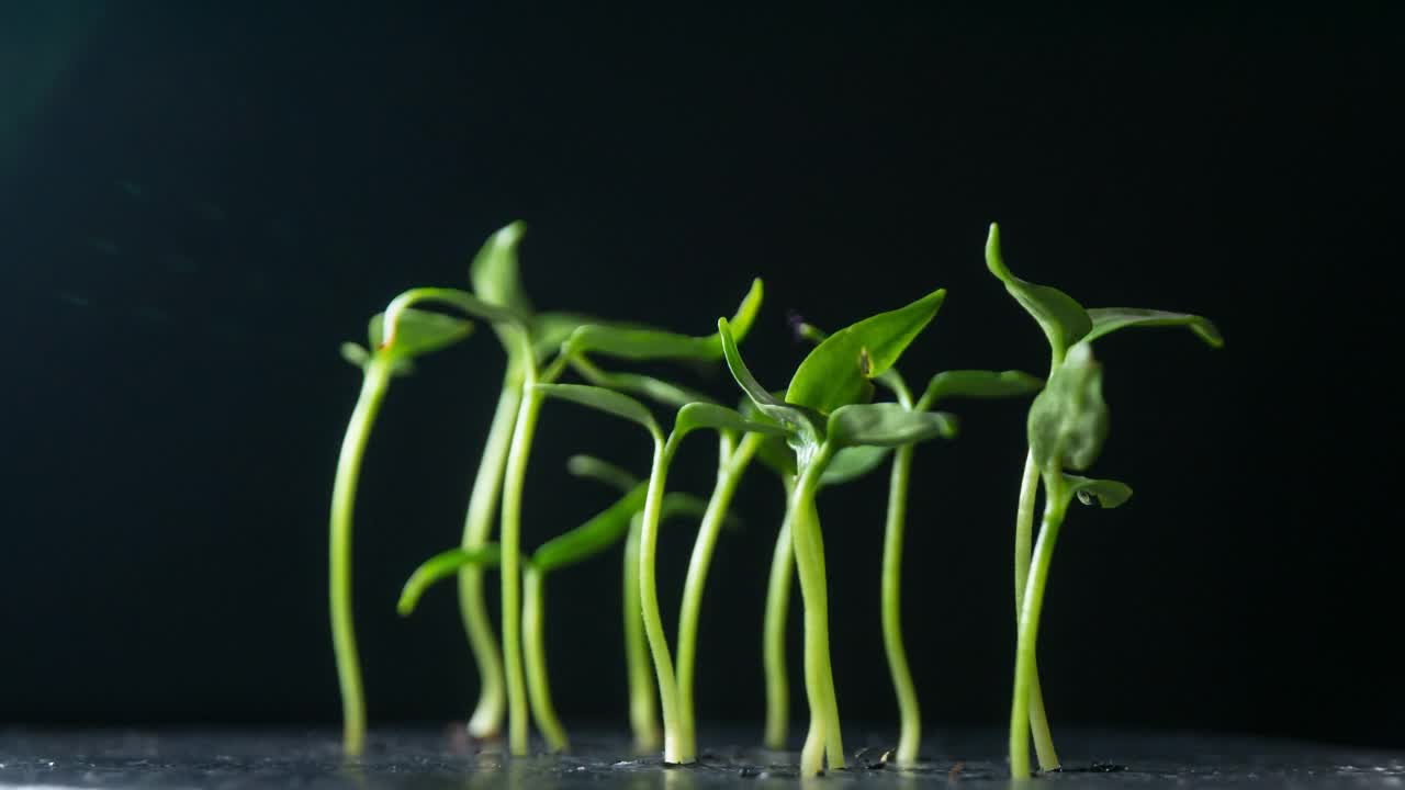 植物生长在时间的推移，芽发芽视频素材