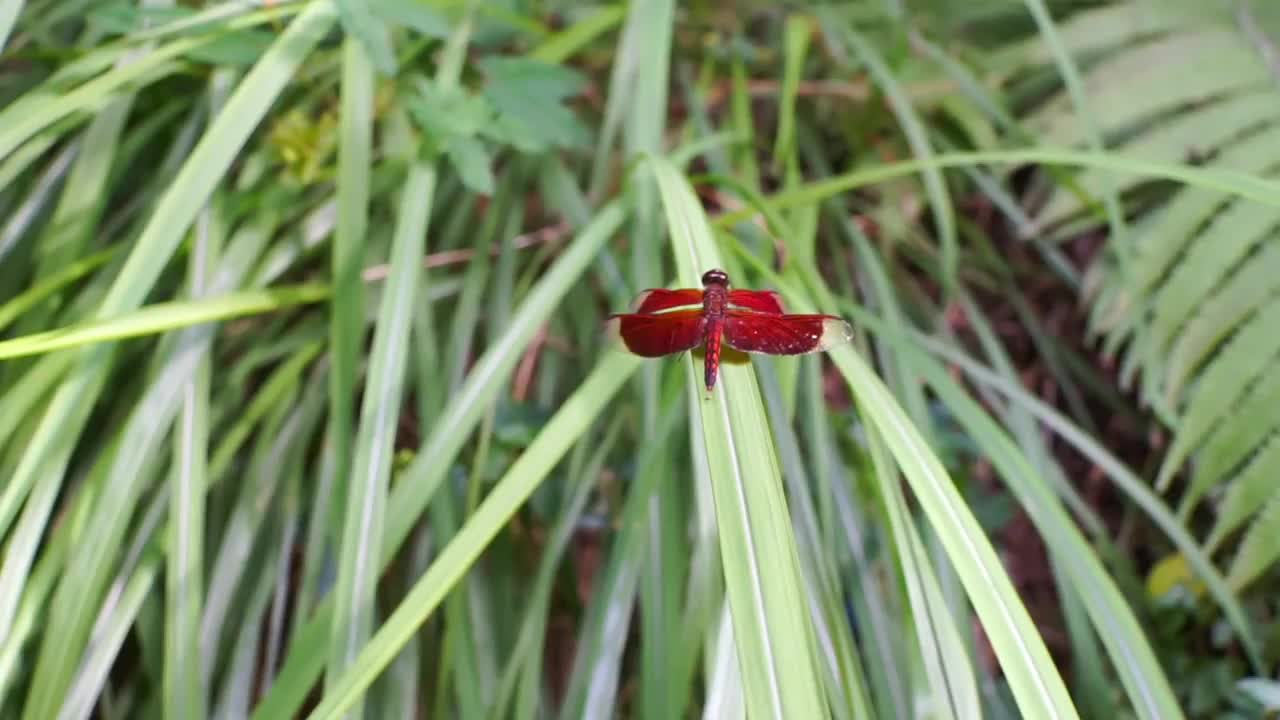 蜻蜓视频素材