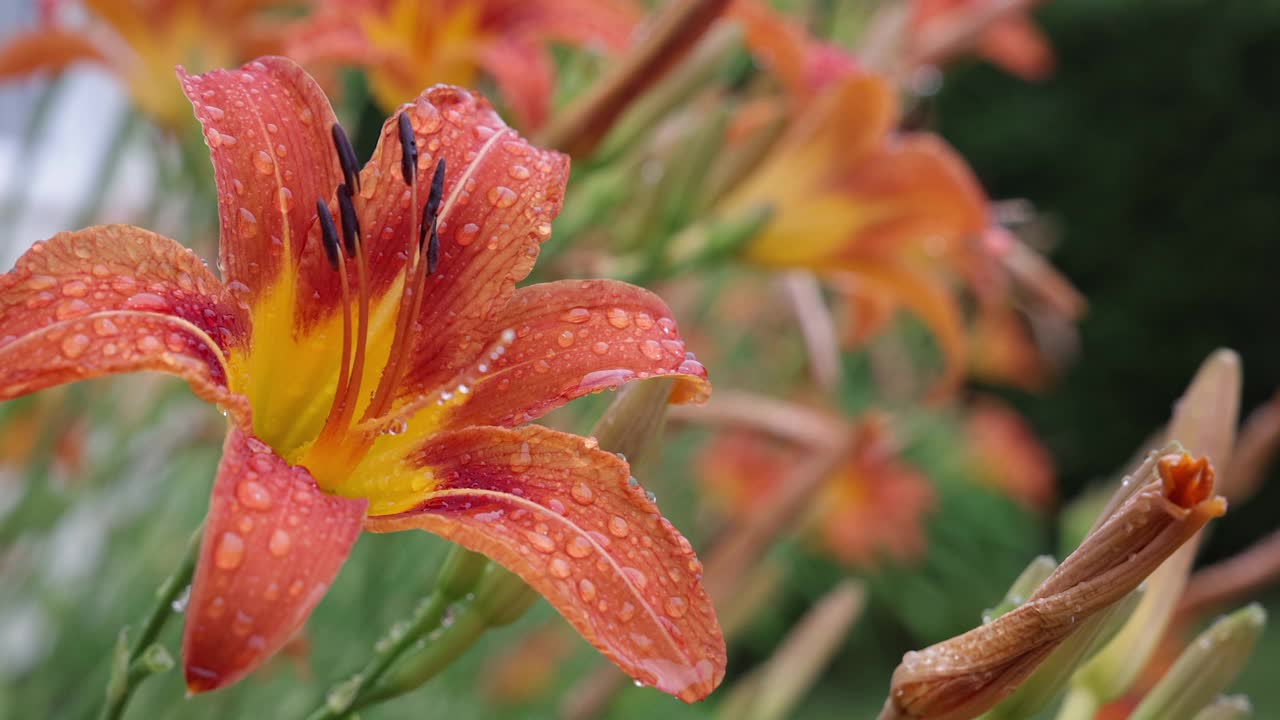 雨后的桔红花视频素材