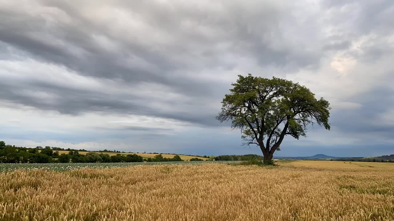 暴风雨前孤独的树视频素材