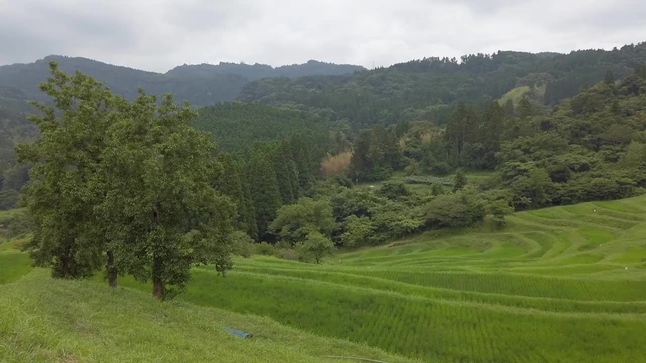 水稻梯田视频素材